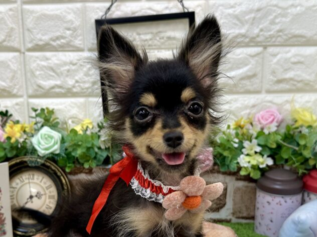 兵庫県のハーフ犬・ミックス犬 (ワンキャラット アミーゴ姫路花田店/2025年12月23日生まれ/女の子/ブラックタン)の子犬の1枚目の画像