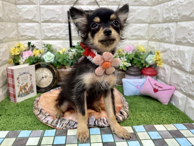 兵庫県のハーフ犬・ミックス犬 (ワンキャラット アミーゴ姫路花田店/2025年12月23日生まれ/女の子/ブラックタン)の子犬の2枚目の画像