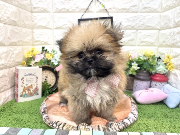 兵庫県のハーフ犬・ミックス犬 (ワンキャラット アミーゴ姫路花田店/2026年2月26日生まれ/女の子/オレンジ)の子犬の4枚目の画像
