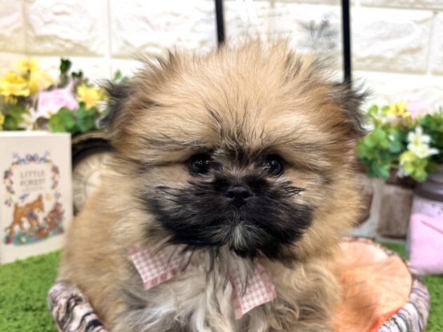 兵庫県のハーフ犬・ミックス犬 (ワンキャラット アミーゴ姫路花田店/2026年2月26日生まれ/女の子/オレンジ)の子犬の1枚目の画像