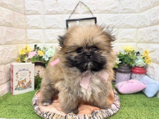兵庫県のハーフ犬・ミックス犬 (ワンキャラット アミーゴ姫路花田店/2026年2月26日生まれ/女の子/オレンジ)の子犬の2枚目の画像