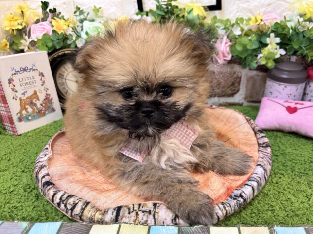 兵庫県のハーフ犬・ミックス犬 (ワンキャラット アミーゴ姫路花田店/2026年2月26日生まれ/女の子/オレンジ)の子犬の3枚目の画像