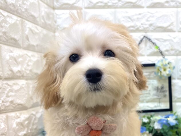 兵庫県のハーフ犬・ミックス犬 (ワンキャラット アミーゴ姫路花田店/2026年1月19日生まれ/女の子/アプリコット)の子犬の1枚目の画像