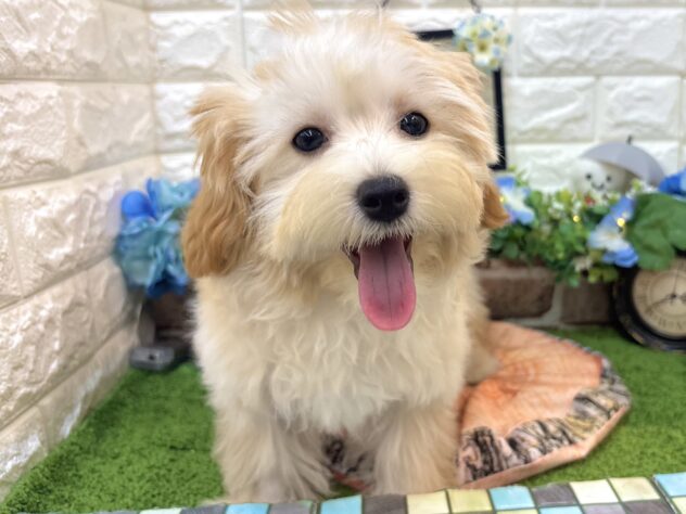 兵庫県のハーフ犬・ミックス犬 (ワンキャラット アミーゴ姫路花田店/2026年1月19日生まれ/女の子/アプリコット)の子犬の2枚目の画像