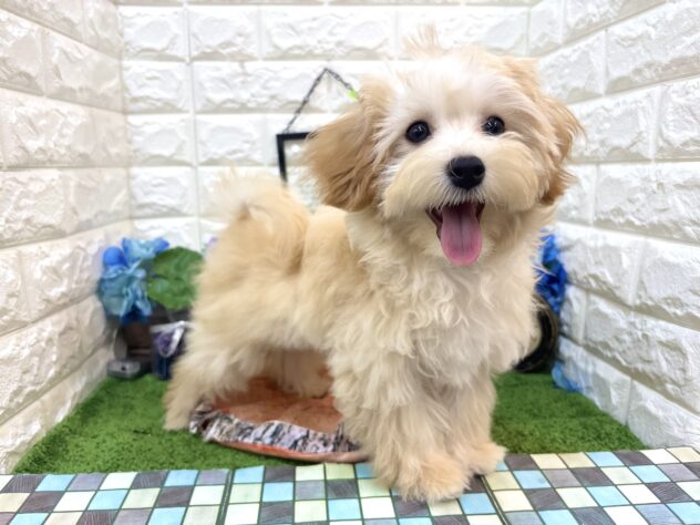 兵庫県のハーフ犬・ミックス犬 (ワンキャラット アミーゴ姫路花田店/2026年1月19日生まれ/女の子/アプリコット)の子犬の3枚目の画像