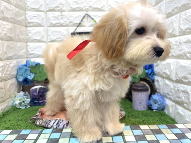 兵庫県のハーフ犬・ミックス犬 (ワンキャラット アミーゴ姫路花田店/2026年1月19日生まれ/女の子/アプリコット)の子犬の4枚目の画像