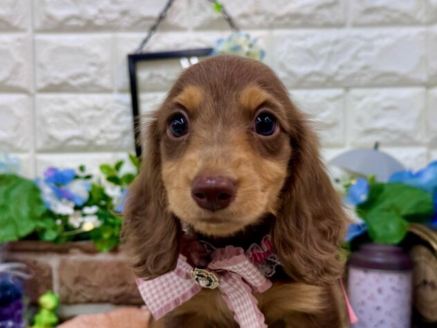 兵庫県のミニチュアダックスフンド(ロング) (ワンキャラット アミーゴ姫路花田店/2026年4月3日生まれ/女の子/チョコレートタン)の子犬の1枚目の画像