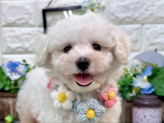兵庫県のビションフリーゼ (ワンキャラット アミーゴ姫路花田店/2026年4月4日生まれ/男の子/ホワイト)の子犬の1枚目の画像