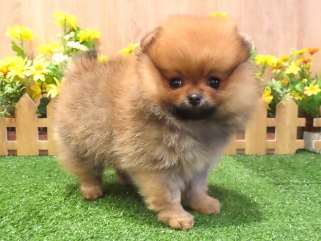 兵庫県のポメラニアン (アミーゴ伊丹店/2026年3月4日生まれ/女の子/オレンジ)の子犬の3枚目の画像