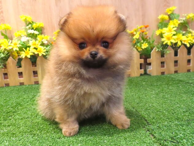 兵庫県のポメラニアン (アミーゴ伊丹店/2026年3月4日生まれ/女の子/オレンジ)の子犬の2枚目の画像