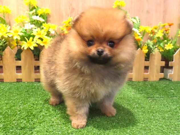 兵庫県のポメラニアン (アミーゴ伊丹店/2026年3月4日生まれ/女の子/オレンジ)の子犬の1枚目の画像