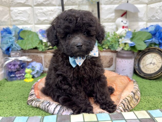 兵庫県のトイプードル(トイ) (ワンキャラット アミーゴ姫路花田店/2026年3月31日生まれ/男の子/ブラック)の子犬の4枚目の画像