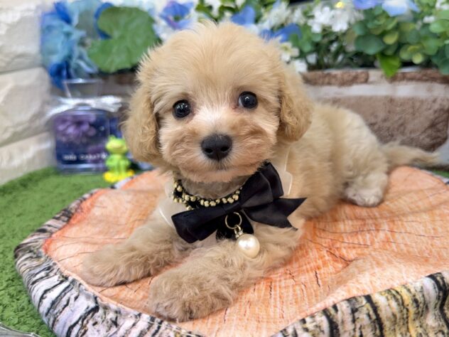 兵庫県のハーフ犬・ミックス犬 (ワンキャラット アミーゴ姫路花田店/2026年4月3日生まれ/男の子/クリーム)の子犬の3枚目の画像