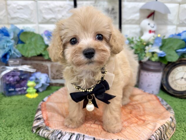 兵庫県のハーフ犬・ミックス犬 (ワンキャラット アミーゴ姫路花田店/2026年4月3日生まれ/男の子/クリーム)の子犬の4枚目の画像