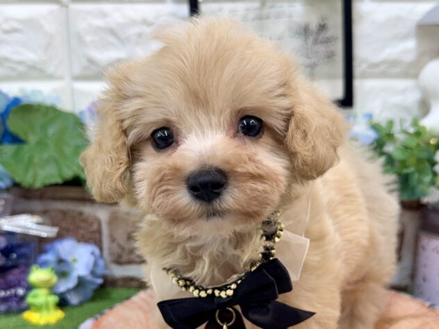 兵庫県のハーフ犬・ミックス犬 (ワンキャラット アミーゴ姫路花田店/2026年4月3日生まれ/男の子/クリーム)の子犬の1枚目の画像