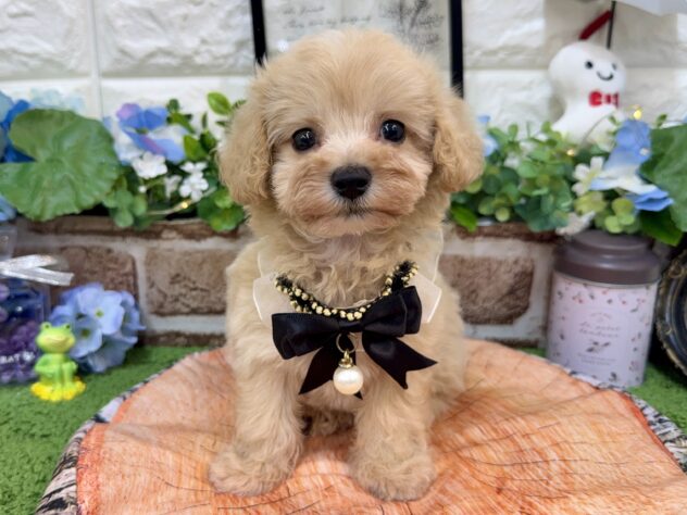 兵庫県のハーフ犬・ミックス犬 (ワンキャラット アミーゴ姫路花田店/2026年4月3日生まれ/男の子/クリーム)の子犬の2枚目の画像