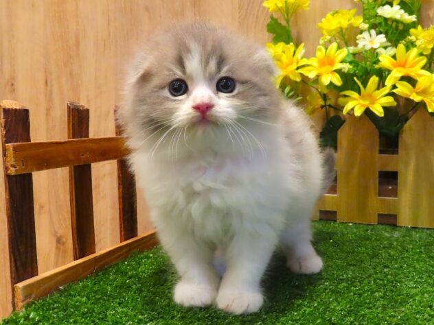 兵庫県のスコティッシュフォールド (アミーゴ伊丹店/2026年3月4日生まれ/男の子/ブルータビーホワイト)の子猫の1枚目の画像