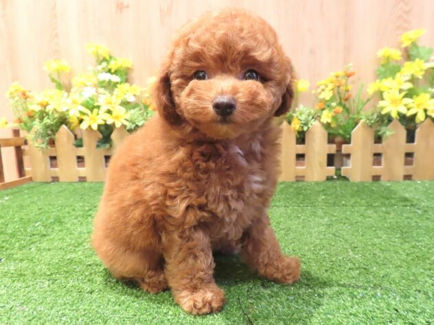 兵庫県のトイプードル(トイ) (アミーゴ伊丹店/2026年3月12日生まれ/女の子/レッドフォーン)の子犬