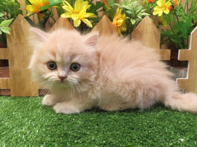兵庫県のスコティッシュフォールド (アミーゴ伊丹店/2026年3月11日生まれ/男の子/クリーム)の子猫の1枚目の画像