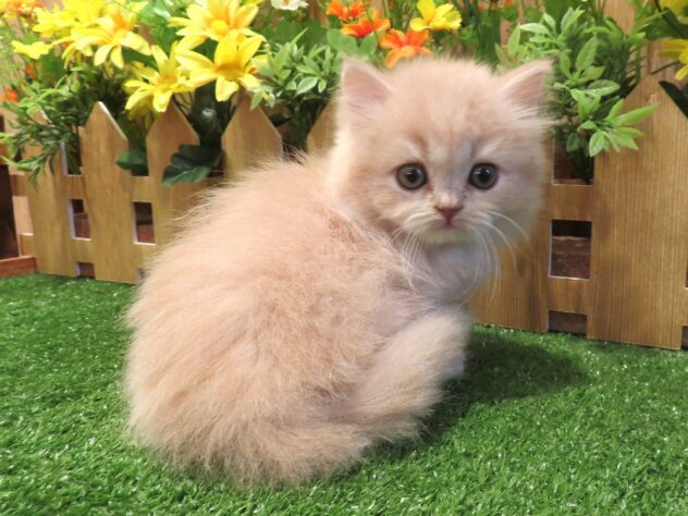 兵庫県のスコティッシュフォールド (アミーゴ伊丹店/2026年3月11日生まれ/男の子/クリーム)の子猫の2枚目の画像