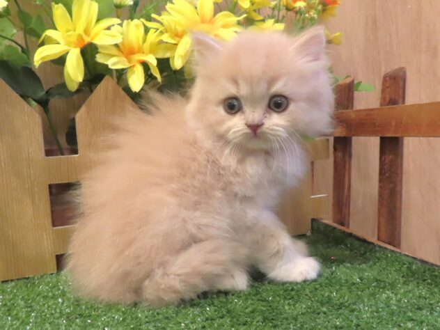 兵庫県のスコティッシュフォールド (アミーゴ伊丹店/2026年3月11日生まれ/男の子/クリーム)の子猫の3枚目の画像