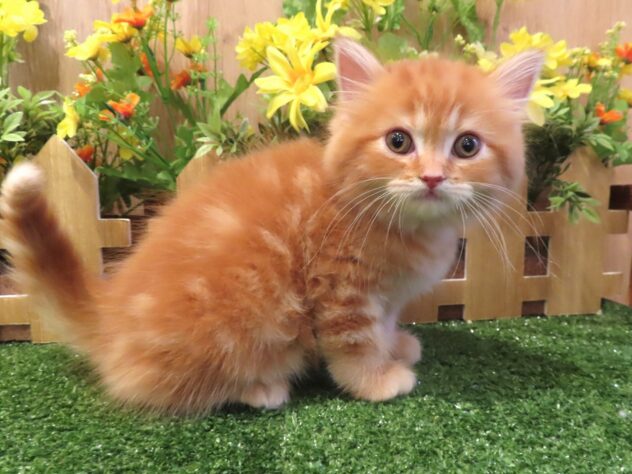 兵庫県のマンチカン (アミーゴ伊丹店/2026年3月5日生まれ/男の子/レッドタビー)の子猫