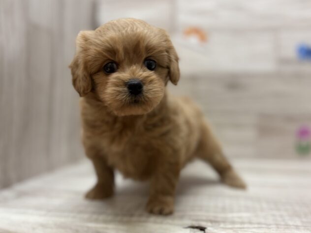 岩手県のハーフ犬・ミックス犬 (アミーゴ一関店/2026年3月18日生まれ/女の子/アプリコット)の子犬