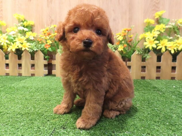 兵庫県のトイプードル(トイ) (アミーゴ伊丹店/2026年3月17日生まれ/男の子/レッドフォーン)の子犬の3枚目の画像
