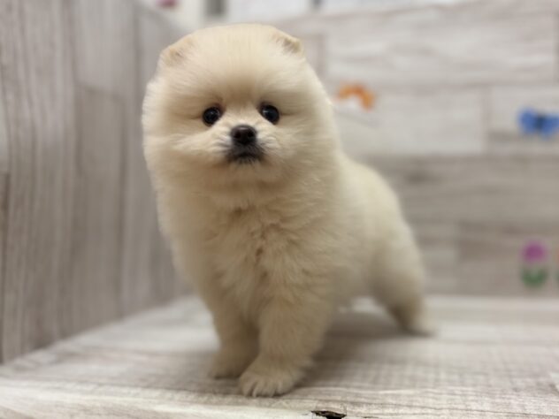 岩手県のポメラニアン (アミーゴ一関店/2026年3月12日生まれ/女の子/クリーム)の子犬