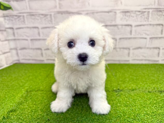岡山県のビションフリーゼ (アミーゴ妹尾店/2026年3月25日生まれ/女の子/ホワイト)の子犬の1枚目の画像
