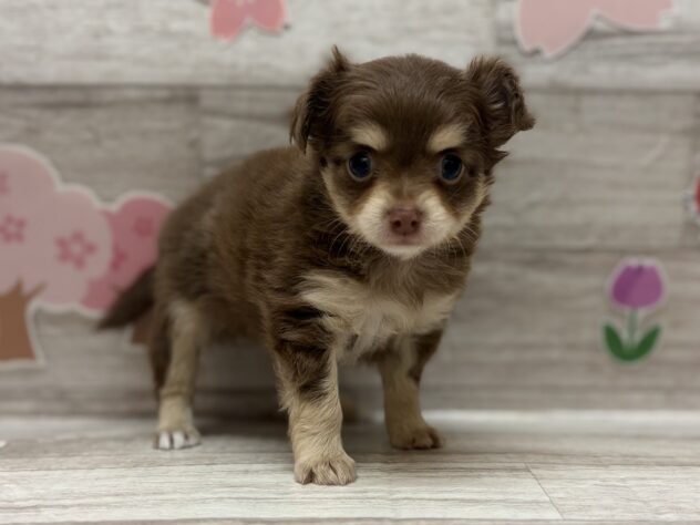 岩手県のハーフ犬・ミックス犬 (アミーゴ一関店/2026年2月19日生まれ/男の子/チョコレートタン)の子犬
