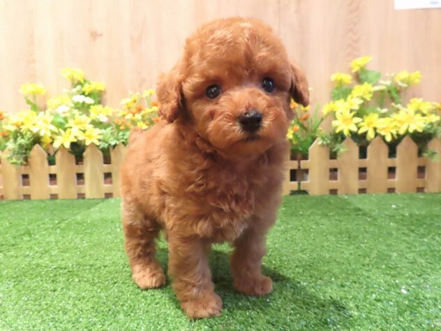 兵庫県のトイプードル(トイ) (アミーゴ伊丹店/2026年3月17日生まれ/男の子/レッドフォーン)の子犬の1枚目の画像
