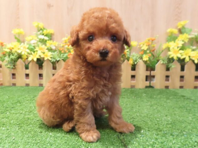 兵庫県のトイプードル(トイ) (アミーゴ伊丹店/2026年3月17日生まれ/男の子/レッドフォーン)の子犬の2枚目の画像