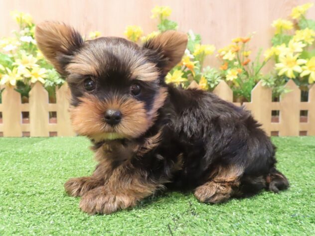 兵庫県のヨークシャーテリア (アミーゴ伊丹店/2026年3月16日生まれ/男の子/スチールブルータン)の子犬の2枚目の画像