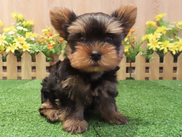 兵庫県のヨークシャーテリア (アミーゴ伊丹店/2026年3月16日生まれ/男の子/スチールブルータン)の子犬の1枚目の画像