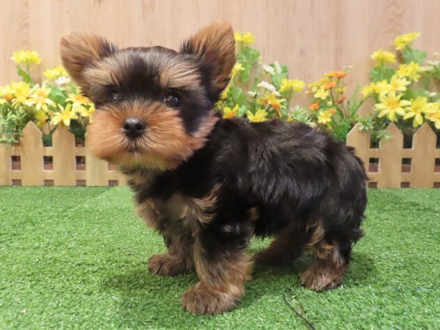 兵庫県のヨークシャーテリア (アミーゴ伊丹店/2026年3月16日生まれ/男の子/スチールブルータン)の子犬の3枚目の画像