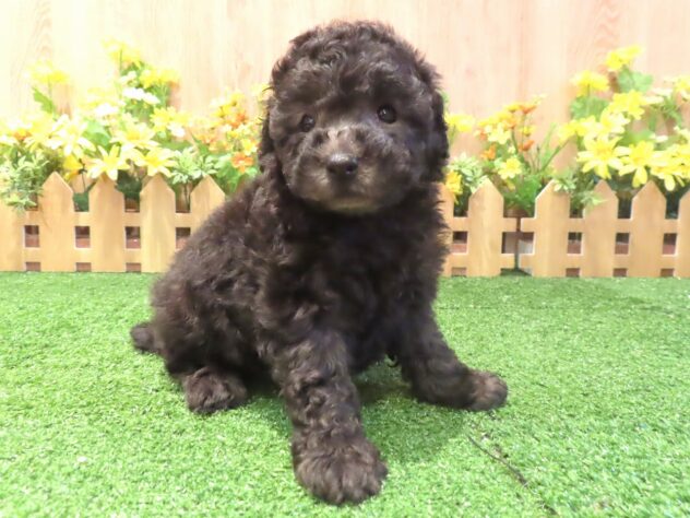 兵庫県のトイプードル(トイ) (アミーゴ伊丹店/2026年3月9日生まれ/女の子/グレー)の子犬の1枚目の画像