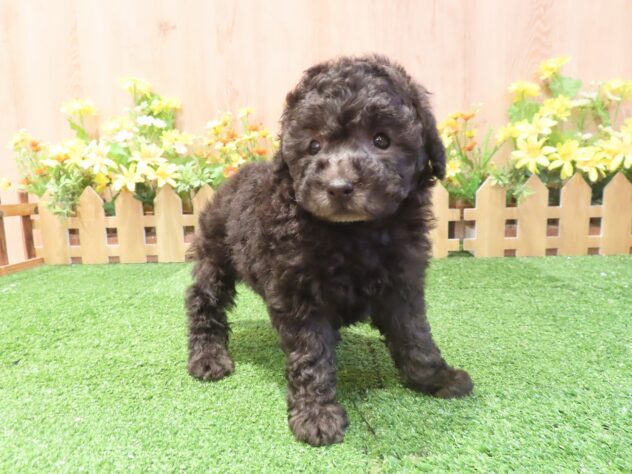 兵庫県のトイプードル(トイ) (アミーゴ伊丹店/2026年3月9日生まれ/女の子/グレー)の子犬の2枚目の画像