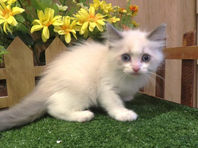兵庫県のラグドール (アミーゴ伊丹店/2026年3月17日生まれ/女の子/シールポイントバイカラー)の子猫の3枚目の画像