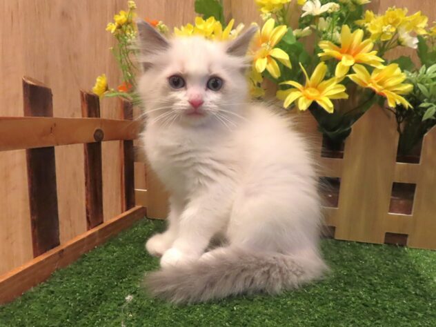 兵庫県のラグドール (アミーゴ伊丹店/2026年3月17日生まれ/女の子/シールポイントバイカラー)の子猫の1枚目の画像