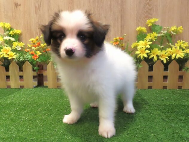 兵庫県のパピヨン (アミーゴ伊丹店/2026年3月25日生まれ/男の子/ブラウンホワイト)の子犬の3枚目の画像