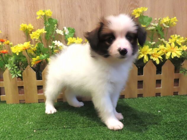 兵庫県のパピヨン (アミーゴ伊丹店/2026年3月25日生まれ/男の子/ブラウンホワイト)の子犬の2枚目の画像