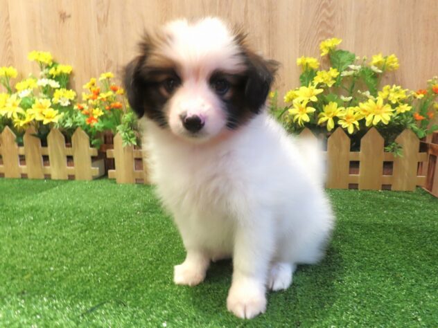 兵庫県のパピヨン (アミーゴ伊丹店/2026年3月25日生まれ/男の子/ブラウンホワイト)の子犬の1枚目の画像