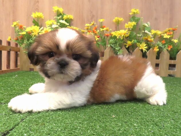 兵庫県のシーズー (アミーゴ伊丹店/2026年3月25日生まれ/男の子/ホワイトゴールド)の子犬の1枚目の画像