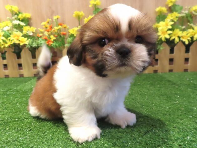 兵庫県のシーズー (アミーゴ伊丹店/2026年3月25日生まれ/男の子/ホワイトゴールド)の子犬の2枚目の画像