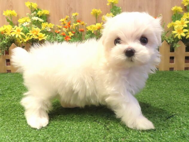 兵庫県のマルチーズ (アミーゴ伊丹店/2026年3月24日生まれ/女の子/ホワイト)の子犬の2枚目の画像