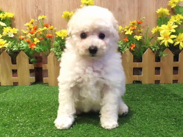 兵庫県のトイプードル(トイ) (アミーゴ伊丹店/2026年3月25日生まれ/女の子/ホワイト)の子犬の3枚目の画像