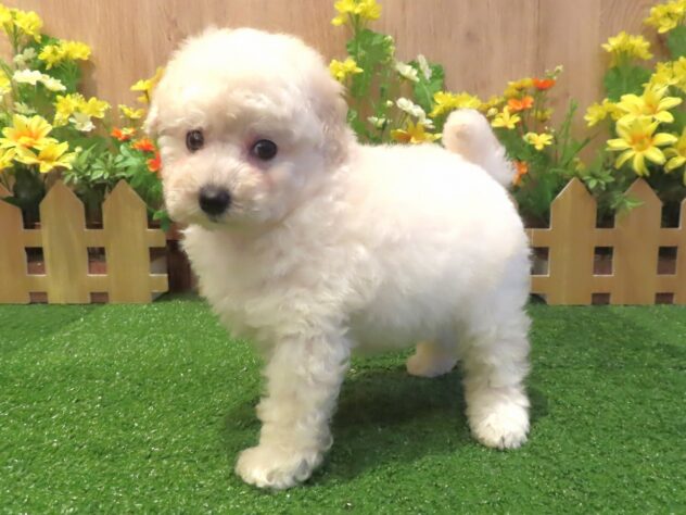 兵庫県のトイプードル(トイ) (アミーゴ伊丹店/2026年3月25日生まれ/女の子/ホワイト)の子犬の2枚目の画像