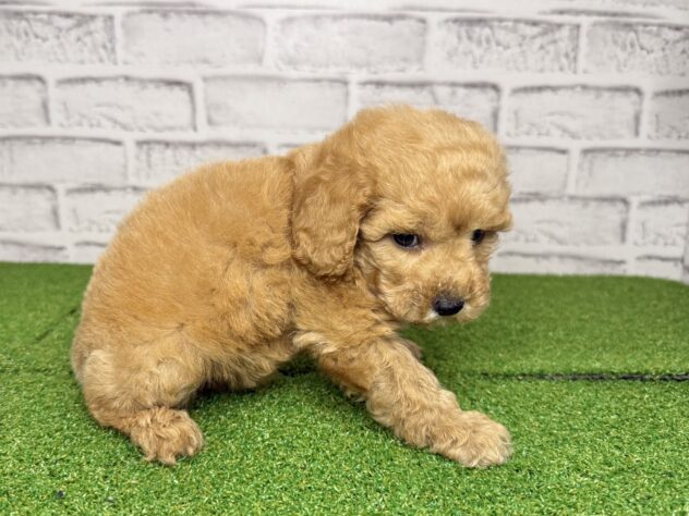 岡山県のトイプードル(トイ) (アミーゴ妹尾店/2026年3月26日生まれ/男の子/オレンジフォーン)の子犬の3枚目の画像