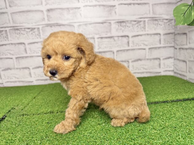 岡山県のトイプードル(トイ) (アミーゴ妹尾店/2026年3月26日生まれ/男の子/オレンジフォーン)の子犬の2枚目の画像
